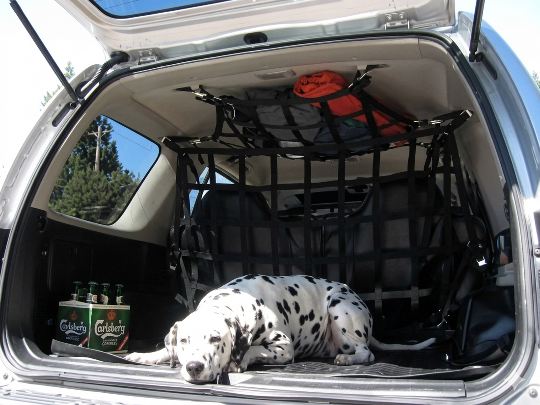 Raingler Vehicle Barrier Net with Dalmatian in SUV Cargo Area