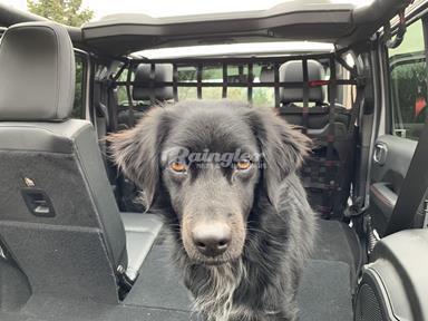 Dog guard for shop behind front seats