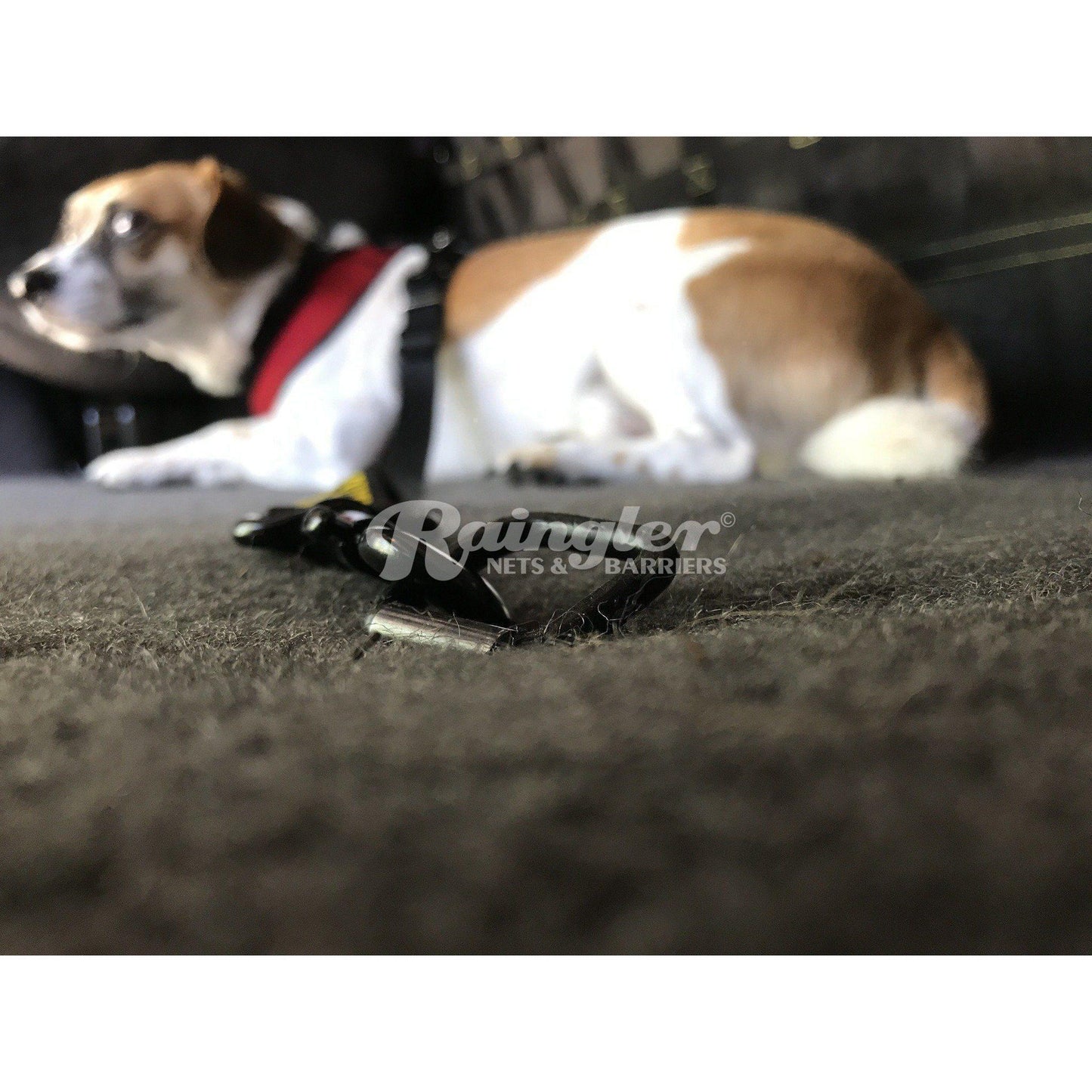 Dog Training Leash - Cargo area-Raingler