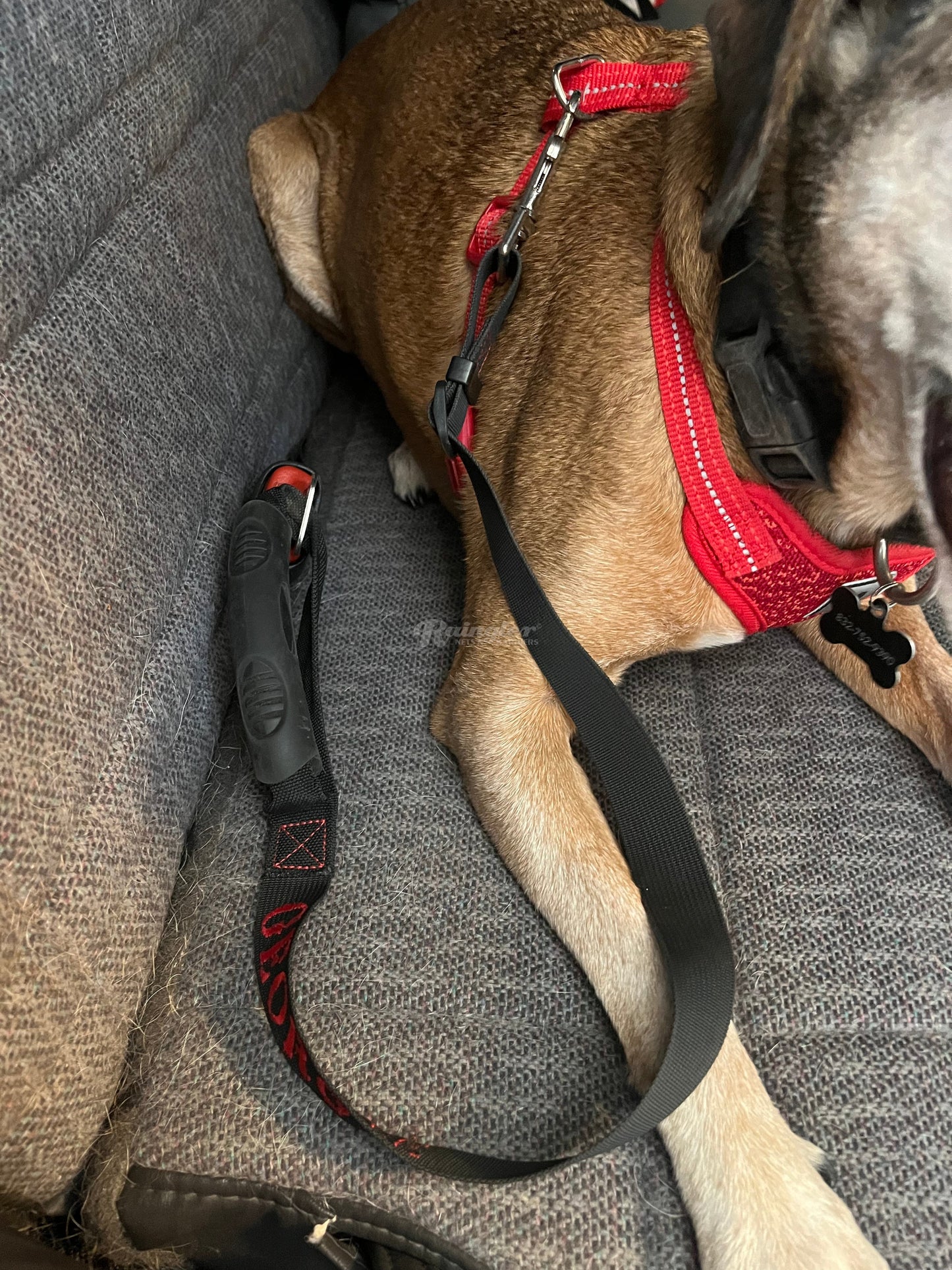 MIL-SPEC Dog Leash with Seatbelt Snap in Retainer-Raingler