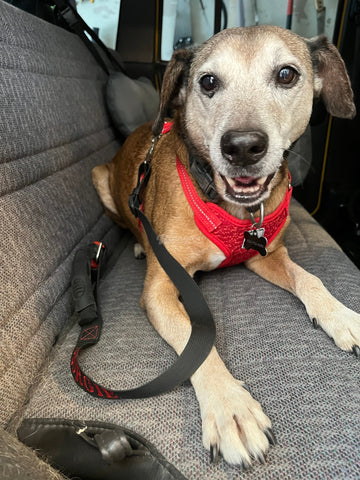 MIL-SPEC Dog Leash with Seatbelt Snap in Retainer-Raingler
